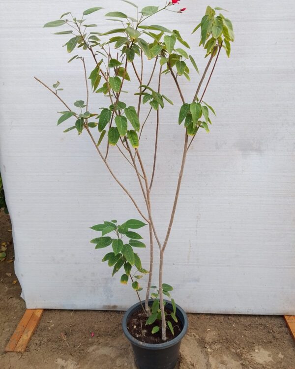Jatropha integerrima