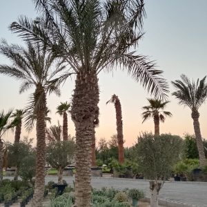 Phoenix dactylifera (Ground)