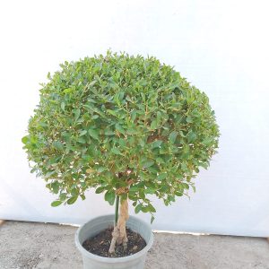 Clerodendrum inerme