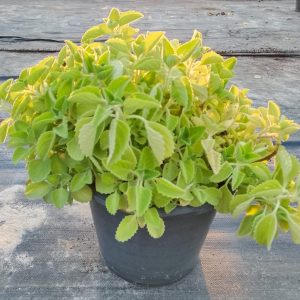 Coleus amboinicus - Cuban oregano