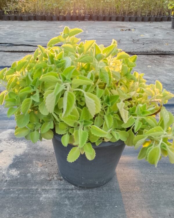 Cuban oregano