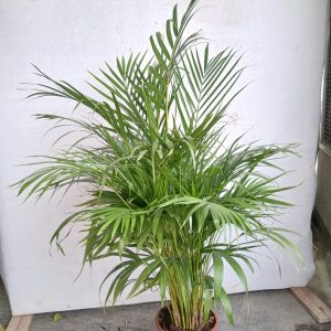 Dypsis lutescens