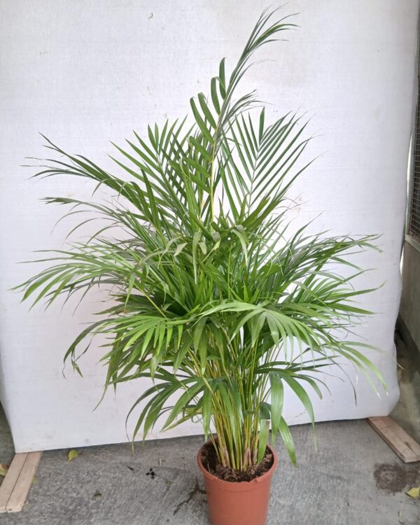 Dypsis lutescens