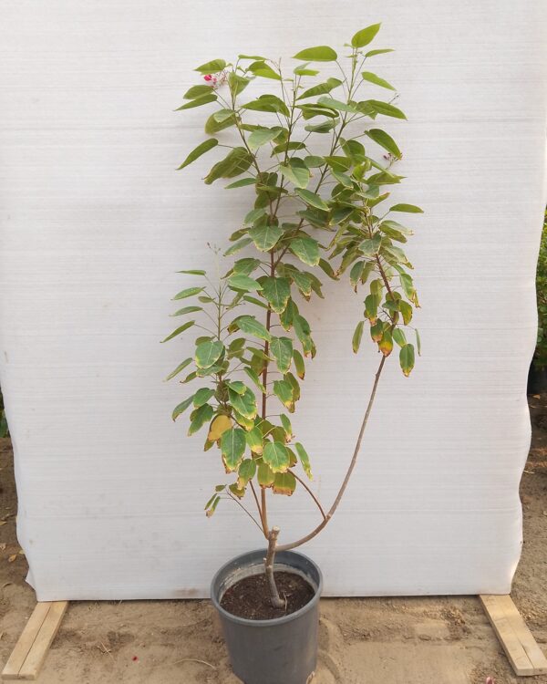 Jatropha integerrima