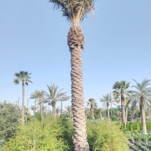 Phoenix dactylifera (Ground)
