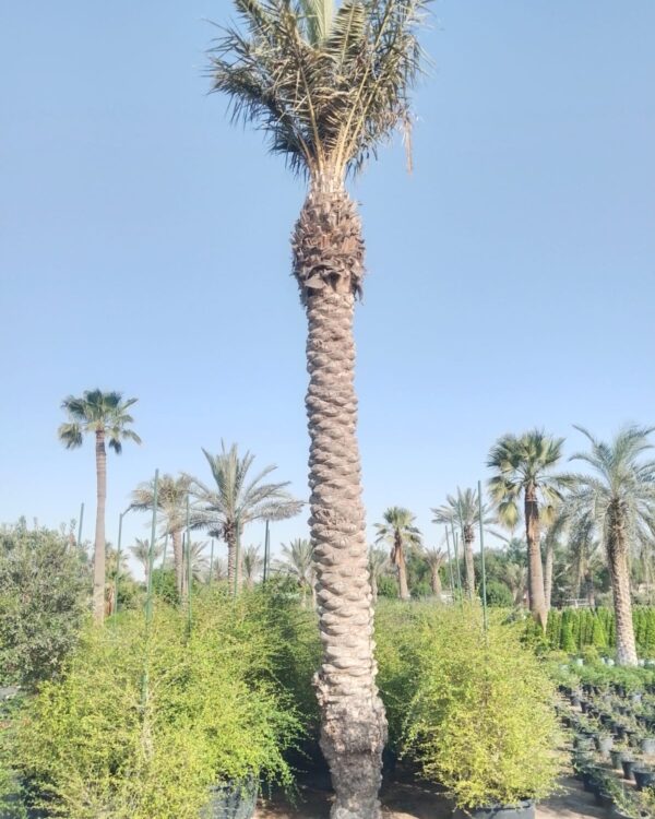 Phoenix dactylifera (Ground)