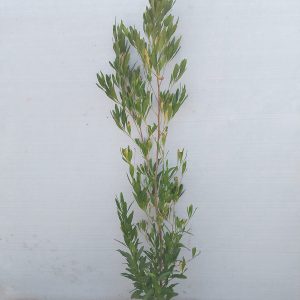 Dodonaea viscosa