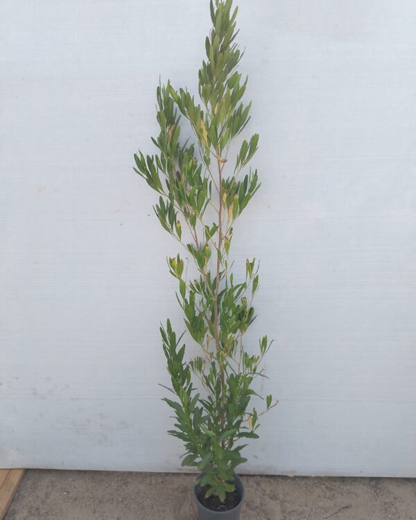 Dodonaea viscosa