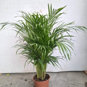 Dypsis lutescens