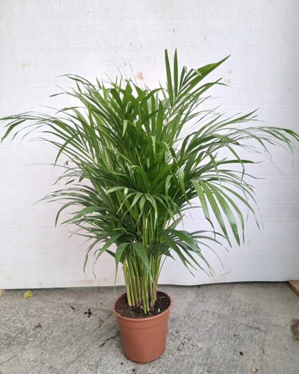 Dypsis lutescens