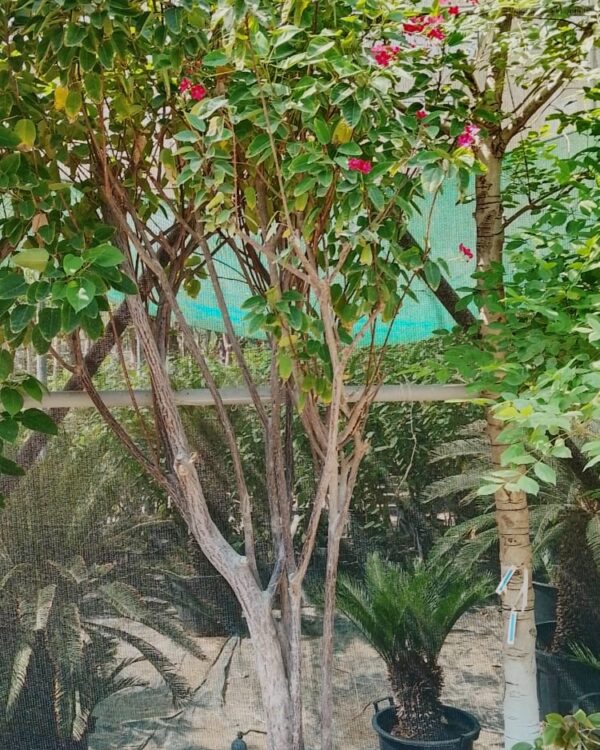 Jatropha integerrima