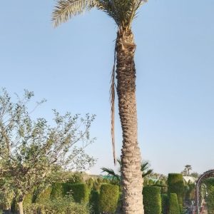 Phoenix dactylifera (Ground)