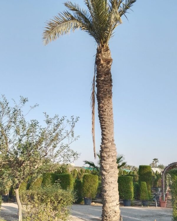 Phoenix dactylifera (Ground)