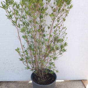 Dodonaea viscosa