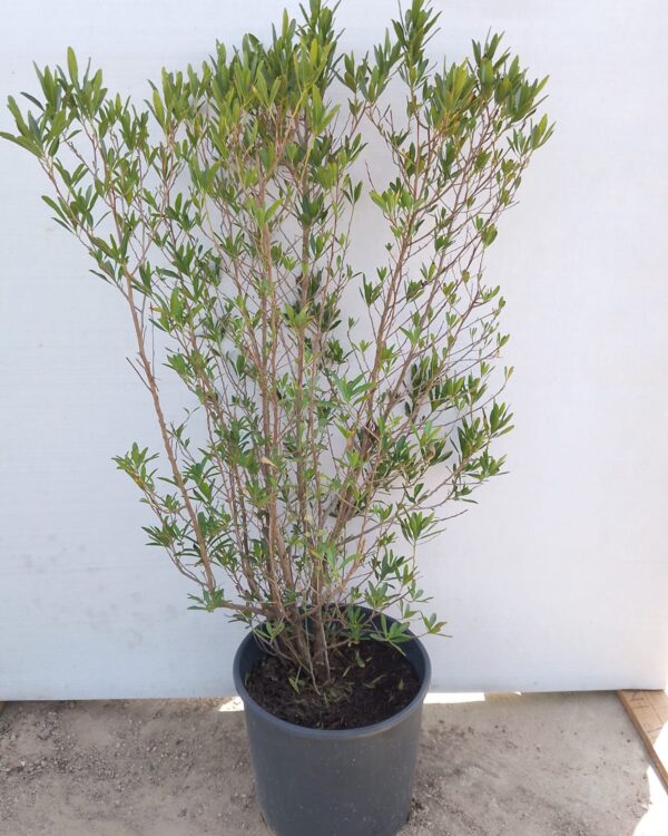 Dodonaea viscosa