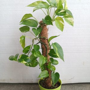 Epipremnum aureum