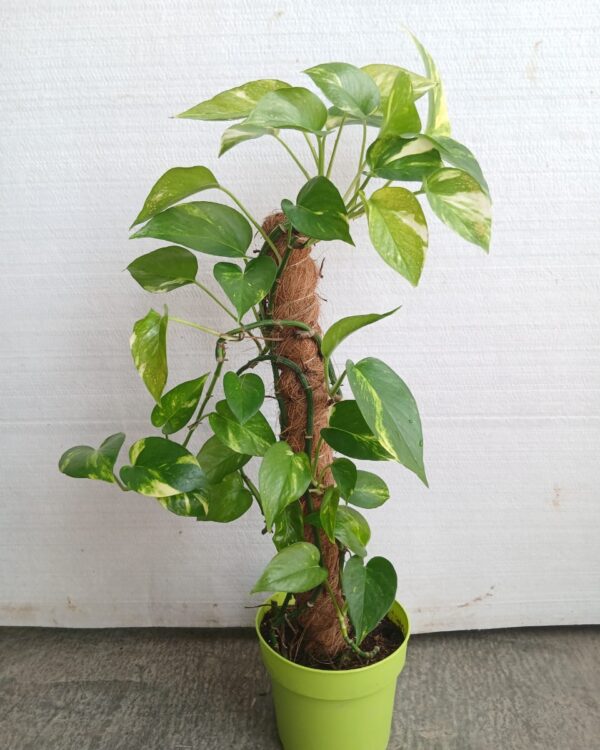 Epipremnum aureum