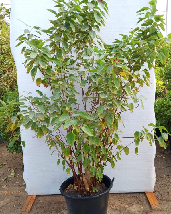 Jatropha integerrima