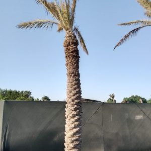 Phoenix dactylifera (Ground)