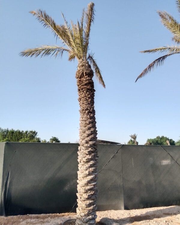 Phoenix dactylifera (Ground)