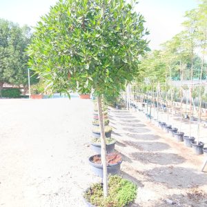 Conocarpus lancifolius