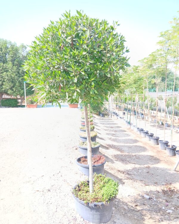 Conocarpus