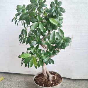 Ficus microcarpa