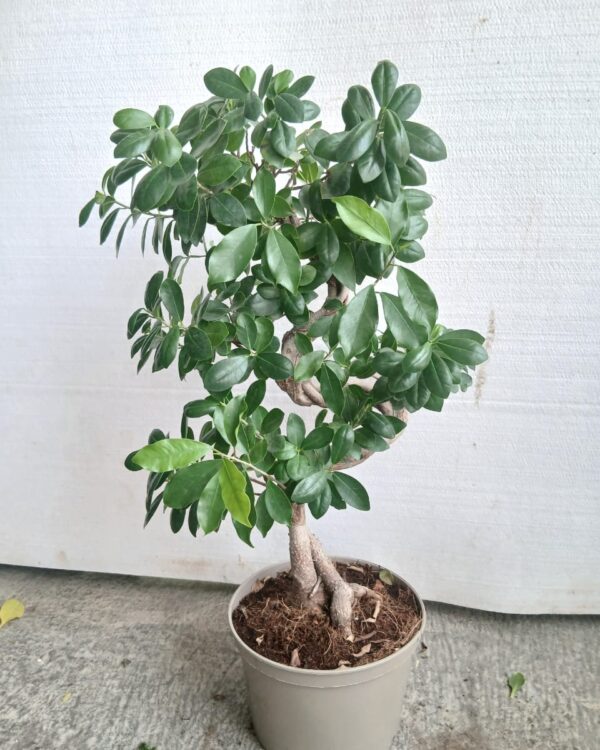Ficus microcarpa