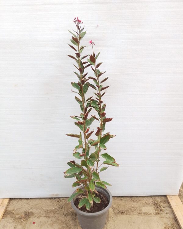 Jatropha integerrima