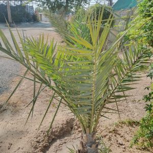 Phoenix dactylifera (Ground)