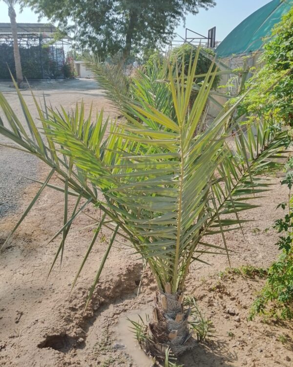 Phoenix dactylifera (Ground)