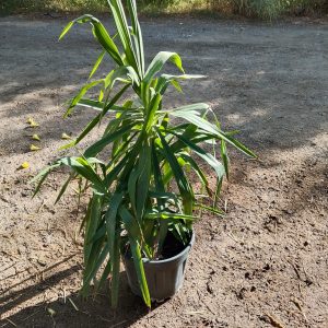 Yucca gigantea