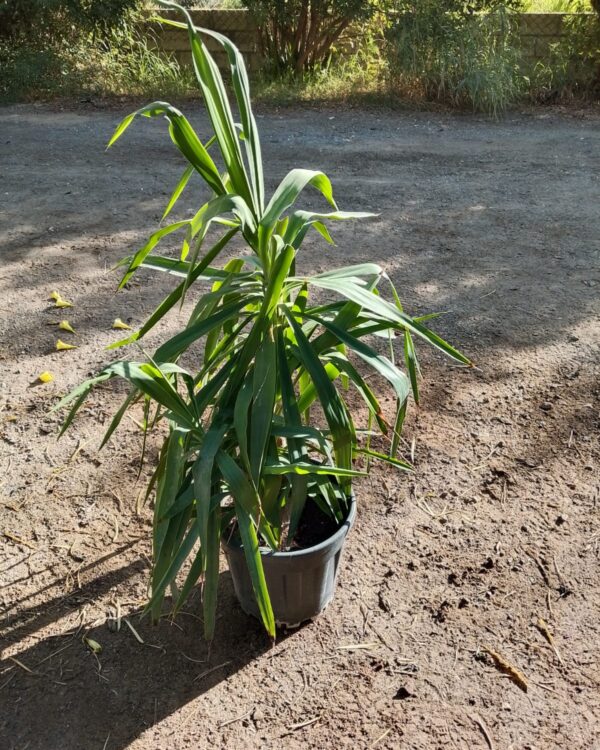 Yucca gigantea