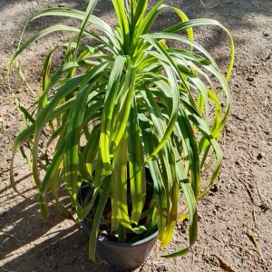 Dracaena cochinchinensis