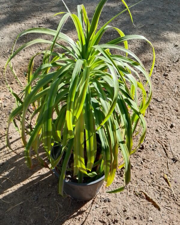 Dracaena