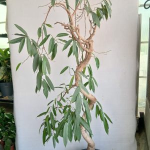Ficus benjamina alii