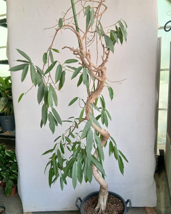 Ficus benjamina alii