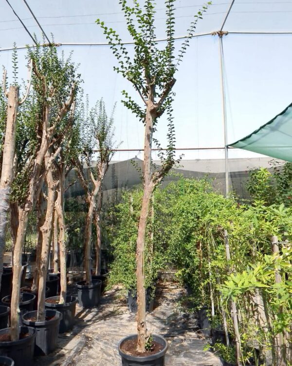 Lagerstroemia speciosa