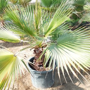 Washingtonia robusta
