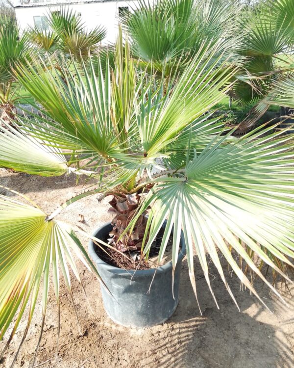 Washingtonia Robusta