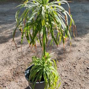 Dracaena cochinchinensis