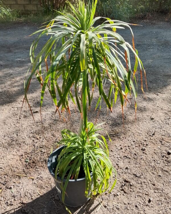 Dracaena