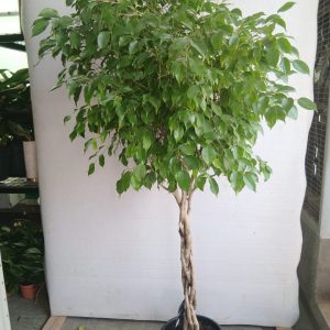 Ficus benjamina