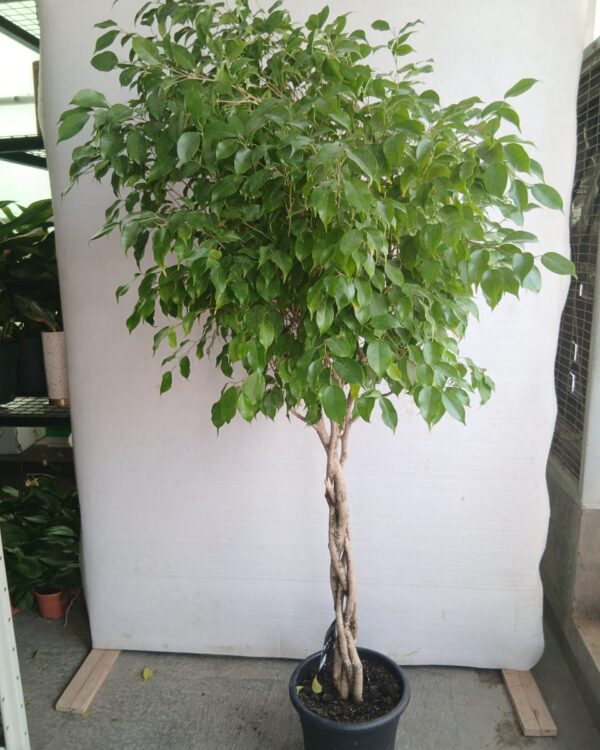 Ficus benjamina