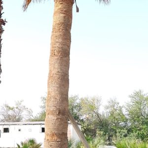Washingtonia filifera