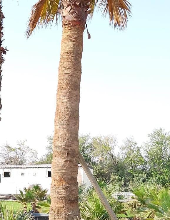 Washingtonia filifera