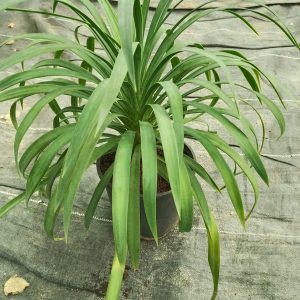 Dracaena cochinchinensis
