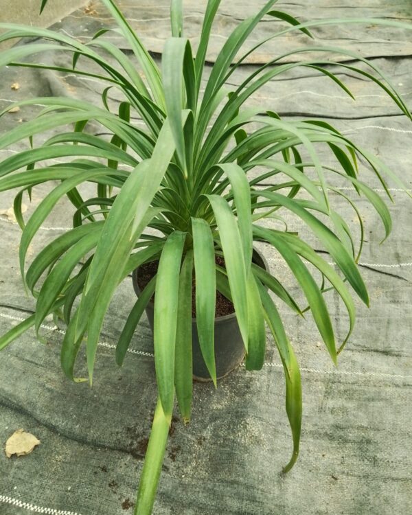 Dracaena