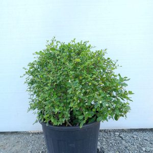 Ehretia Microphylla