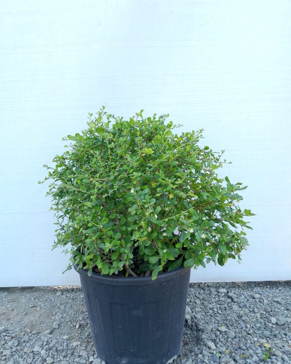 Ehretia Microphylla